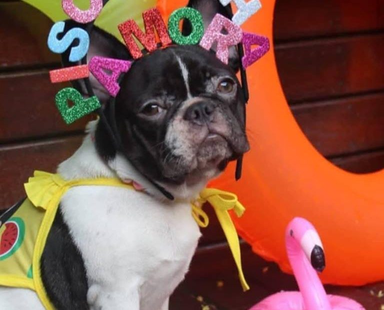 53020260 1957338657709459 5853389487794552832 n