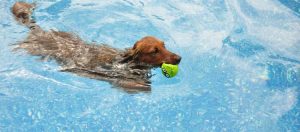 Cachorros na piscina de vinil: pode ou não pode? 1 81057 cachorro na piscina pode ou nao pode 750x330