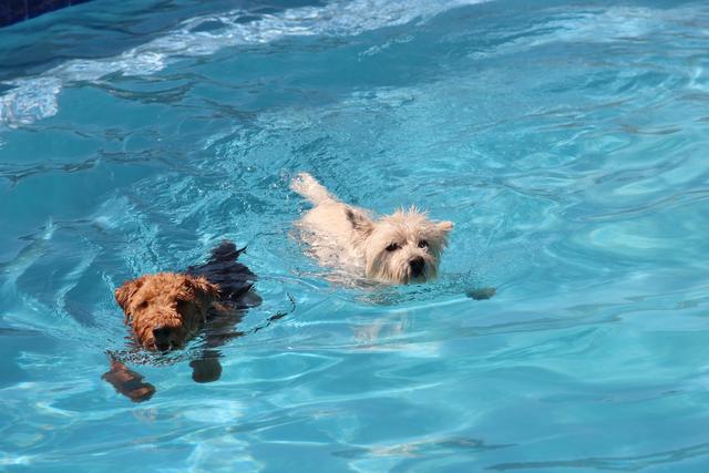 Animais na piscina: pode ou não pode?