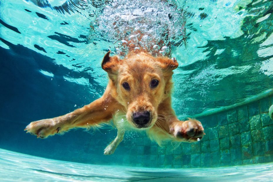 Pode cachorro em Piscina de Vinil?