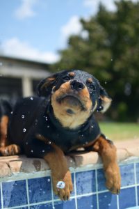 Animais na piscina: dicas para a segurança dos pets